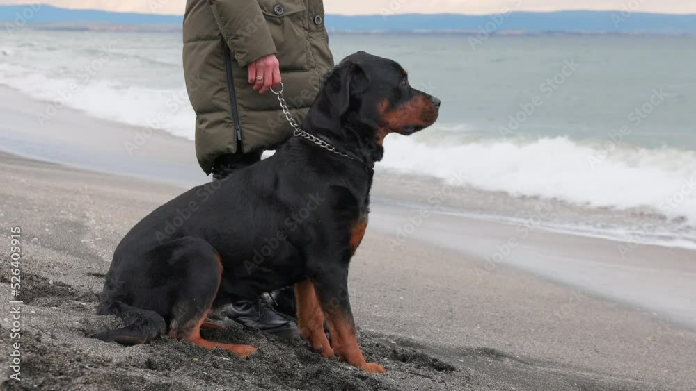 Woman holding and putting on collar for rottweiler dog in cold weather Woman holding and putting on collar for rottweiler dog in cold weather