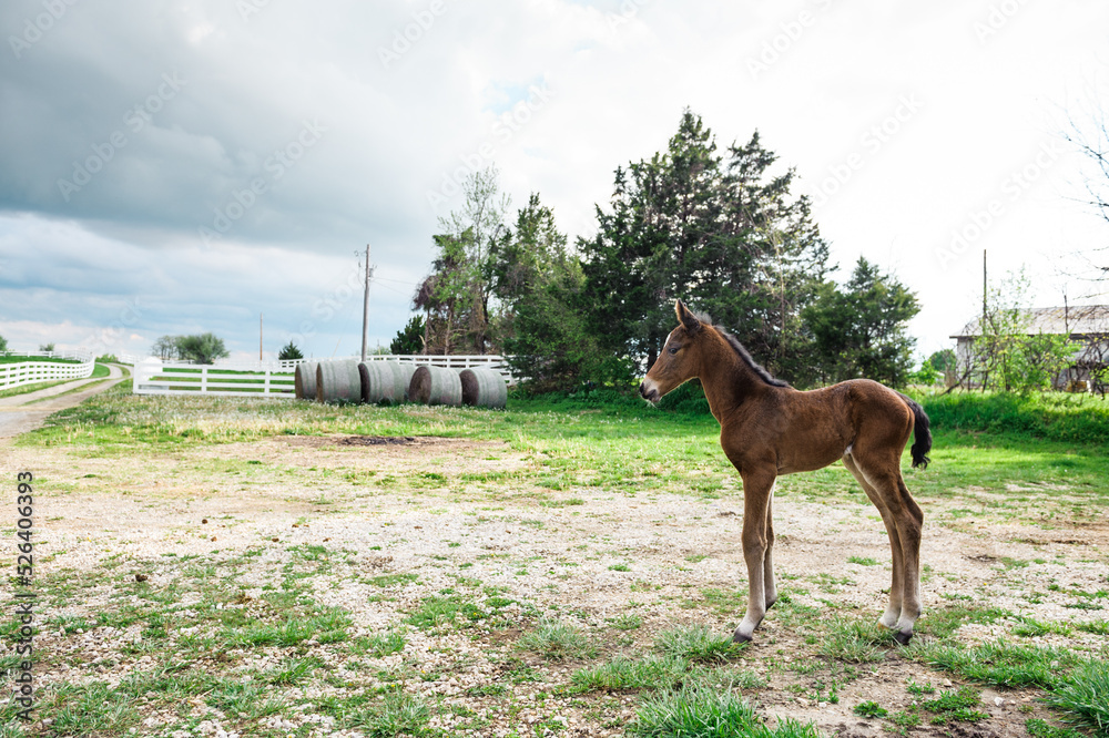 Obraz premium Foal standing on farm