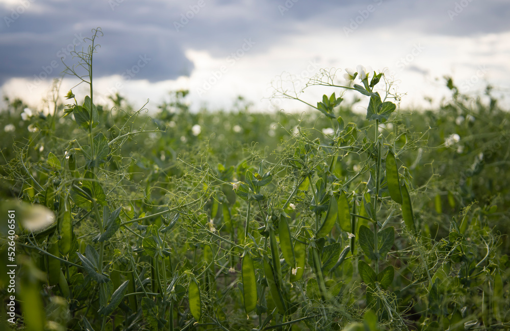 Obraz premium Beautiful close-up of green fresh peas and pea pods. Healthy food. Selective focus on fresh bright green pea pods on plants. Growing peas outdoors and blurred background.