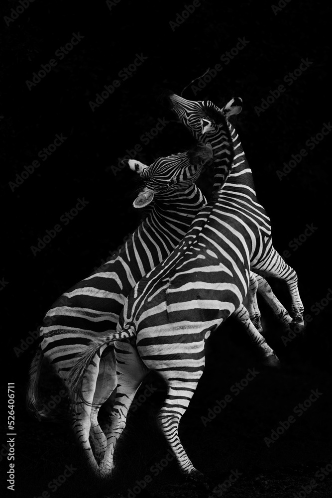 Fototapeta premium Zebra Stallions fighting - black and white on black background 