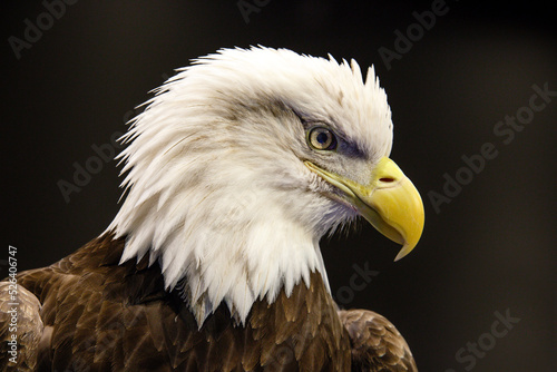 American Bald Eagle Head Profile