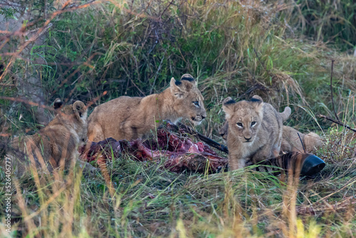 lion cubs eating from a zebra carcass