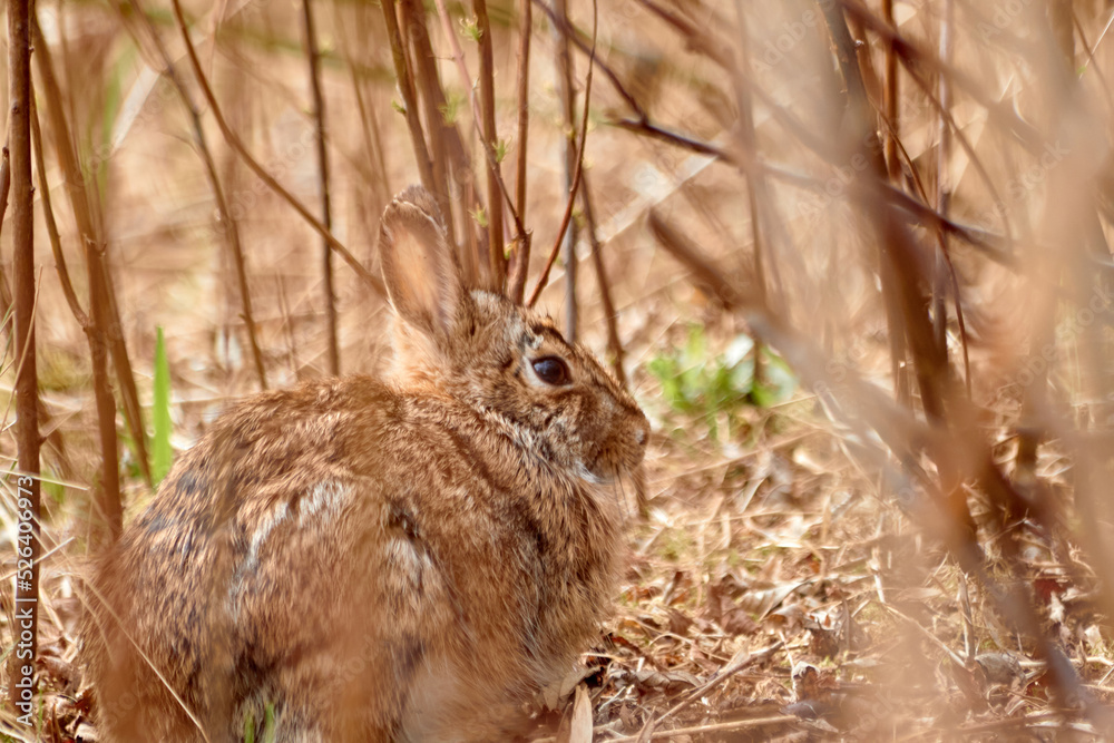Sitting and Hiding Rabbit Sitting and Hiding Rabbit