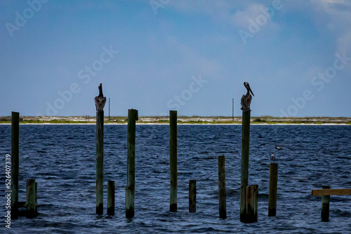 Pelicans taking a rest