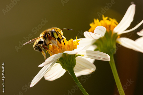 Yellow bee on white flowers 