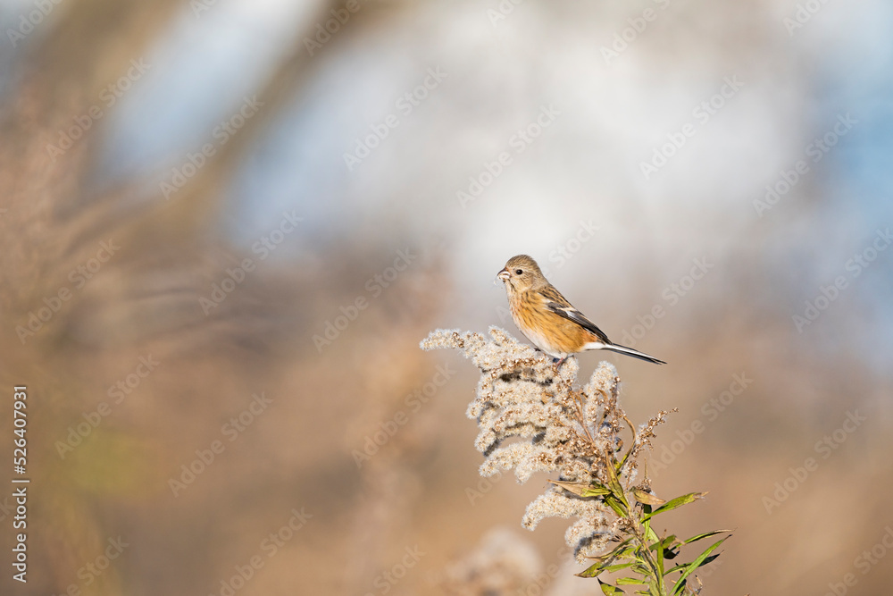 Fototapeta premium ベニマシコ雌 (Long-tailed Rosefinch)