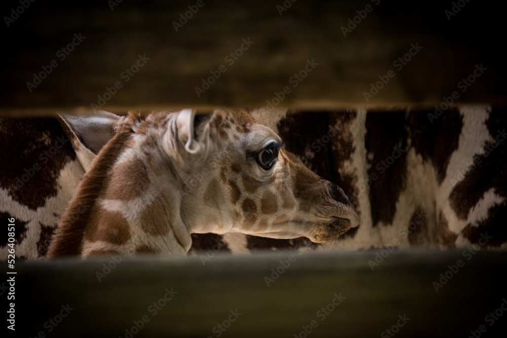 New born giraffe