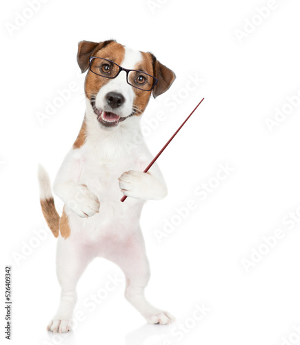 Smart Jack russell terrier puppy wearing eyeglasses points away on empty space. isolated on white background