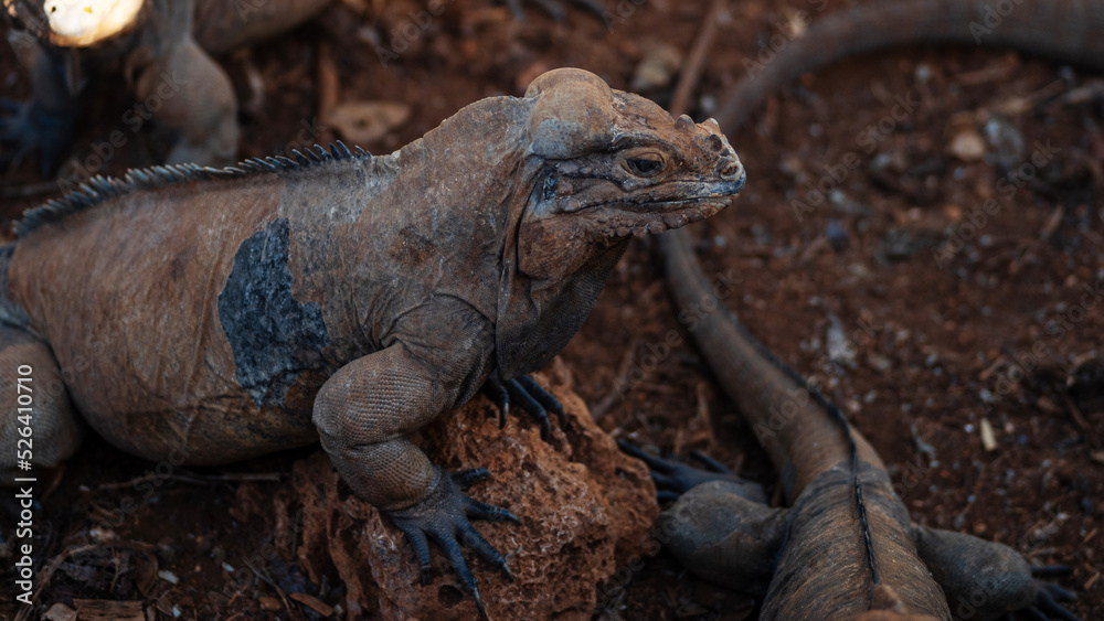 Obraz premium Brown iguanas in the wild, nature park. Lizard colony, close-up