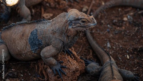 Brown iguanas in the wild  nature park. Lizard colony  close-up