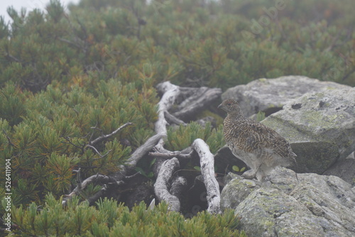 ライチョウと岩とハイマツ
