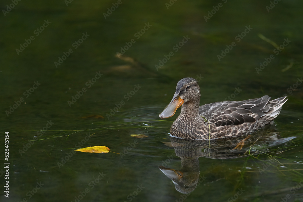 A juvenile Northern Shoveler (Spatula clypeata) cruises for food in Alaska's Reflections Lake in preparation for its autumn migratory journey south. A juvenile Northern Shoveler (Spatula clypeata) cruises for food in Alaska's Reflections Lake in preparation for its autumn migratory journey south.