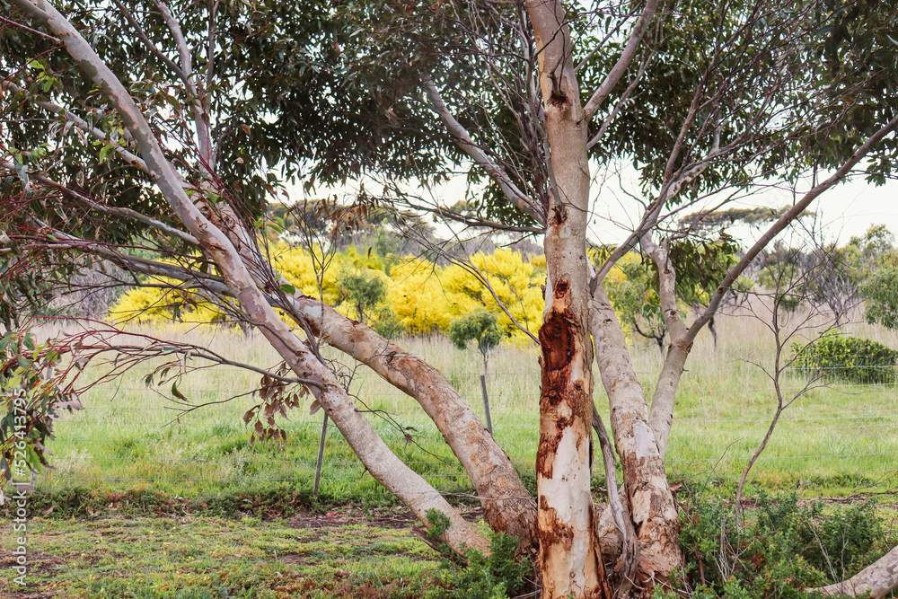 Fototapeta premium eucalyptus tree and flowering wattles in field