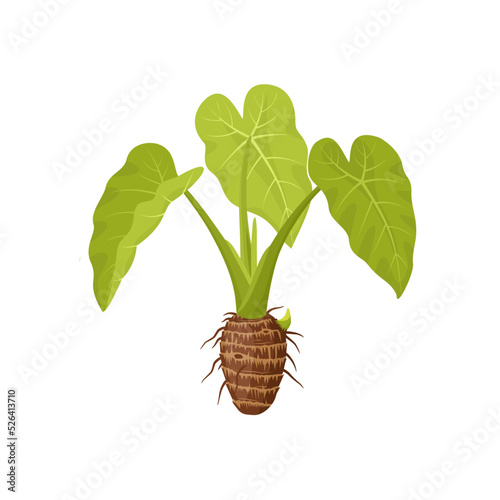 Vector illustration of a taro plant or Colocasia esculenta, isolated on a white background. photo