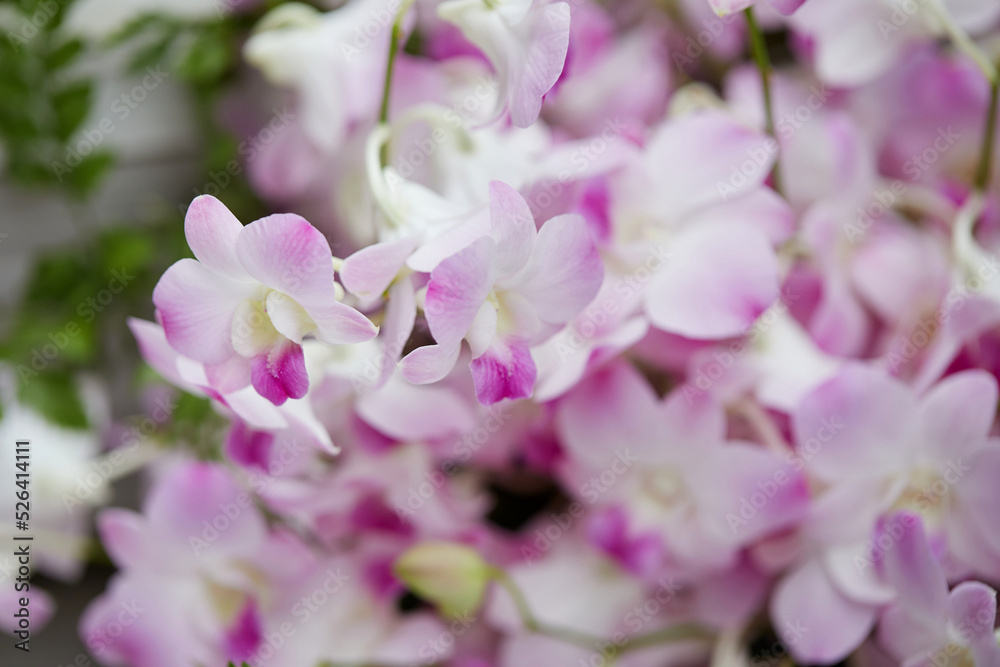 Close-up of white and purple orchid flower in bloom Close-up of white and purple orchid flower in bloom