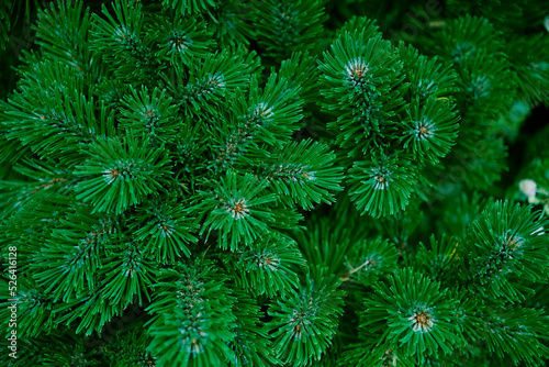 Green background of pine tree branches