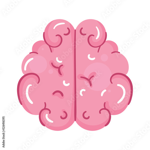 brain human organ