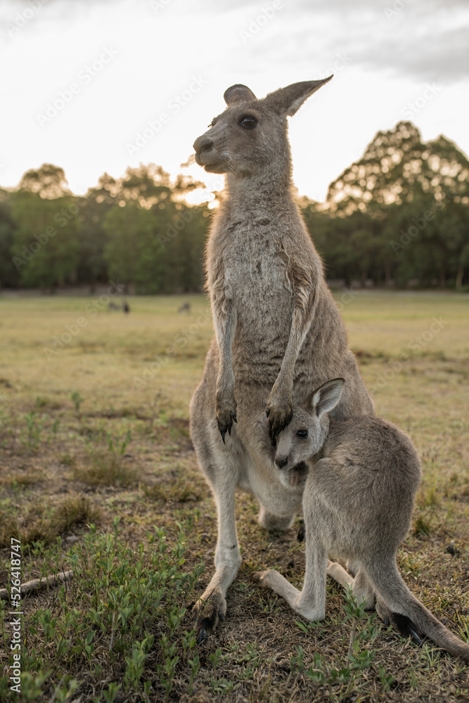 Eastern Grey Kangaroo mother and joey close up Eastern Grey Kangaroo mother and joey close up