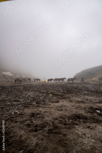 horses in mountain of Manali