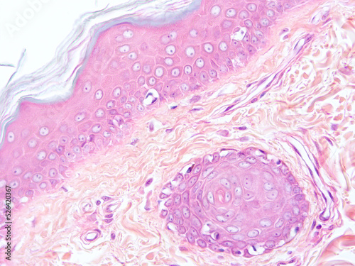 Histology of human tissue, show  epithelial tissue and connective tissue with microscope view  from laboratory (not Illustration Designation)