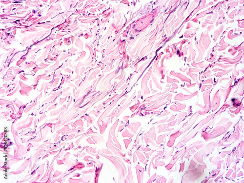 Histology of human tissue, show  epithelial tissue and connective tissue with microscope view  from laboratory (not Illustration Designation)