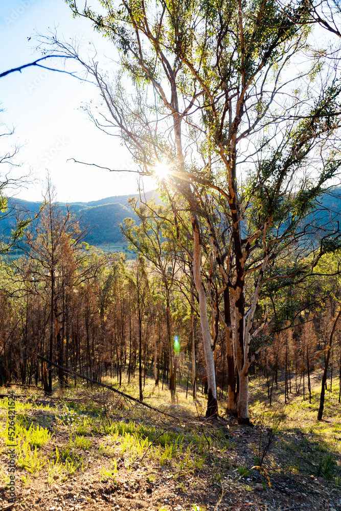 New growth of trees and flourishing bushland months after bushfire passed
