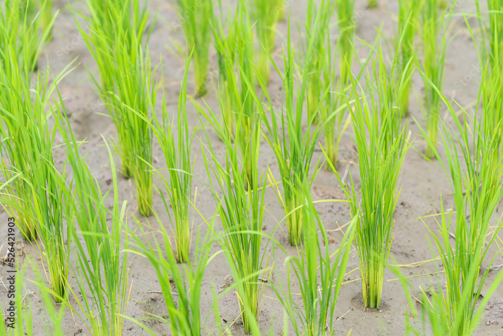 Obraz premium growing rice plant, growing plant, pattern of rice, farm rice agriculture, organic farm rice.