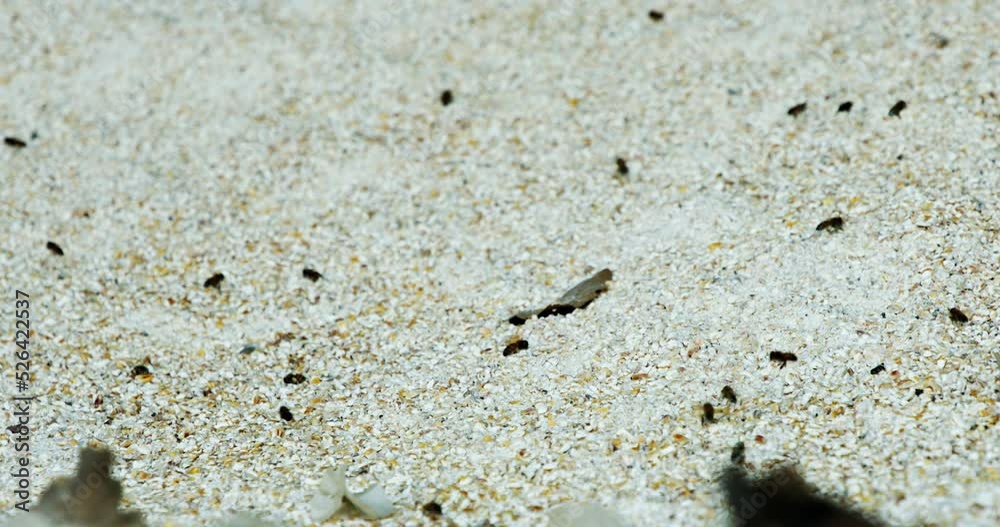 Abstract - hunderds of bees hovering over garins in a farm silo Abstract - hunderds of bees hovering over garins in a farm silo