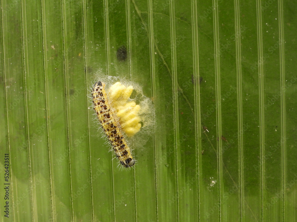 Parasitoid wasp, Cotesia glomerata, cocoons on the cabbage white