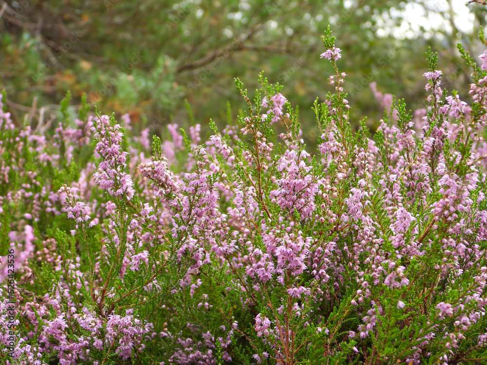 Common heather (Calluna vulgaris) in a bog