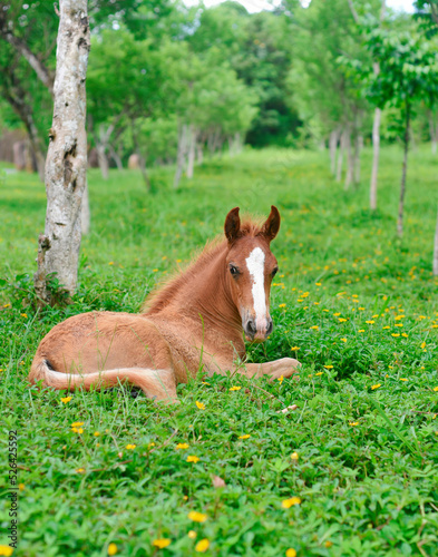 Little foal resting on green grass in Vietnam 