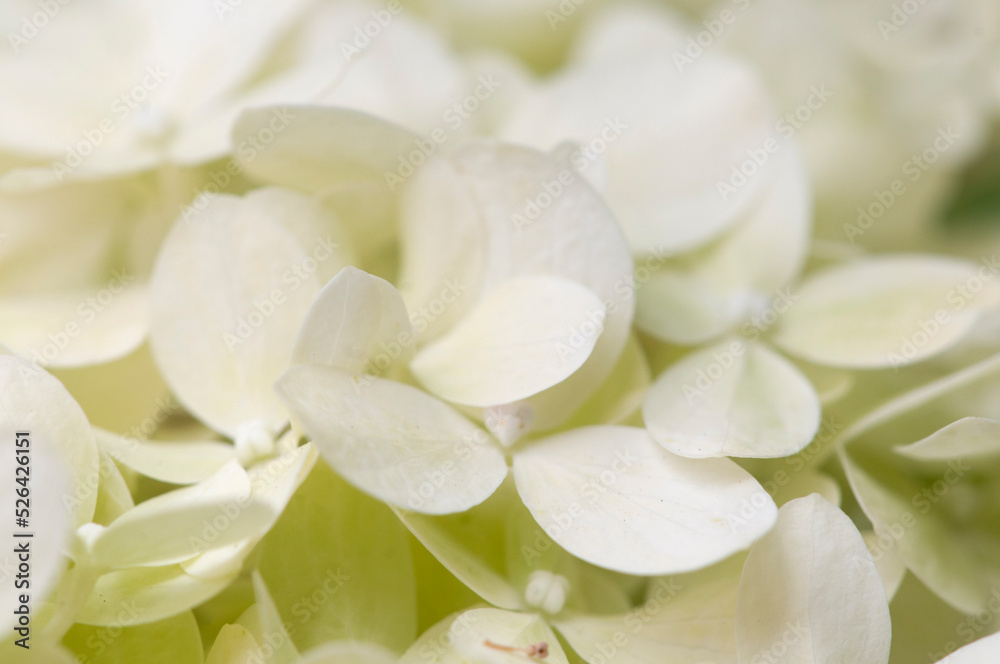Hydrangea white flowers, close up photo
