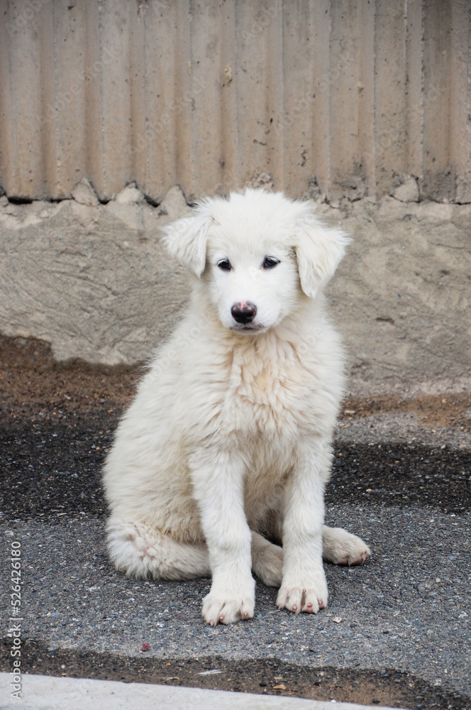 Street cute dog. Portrait of a white homeless puppy. Street cute dog. Portrait of a white homeless puppy.