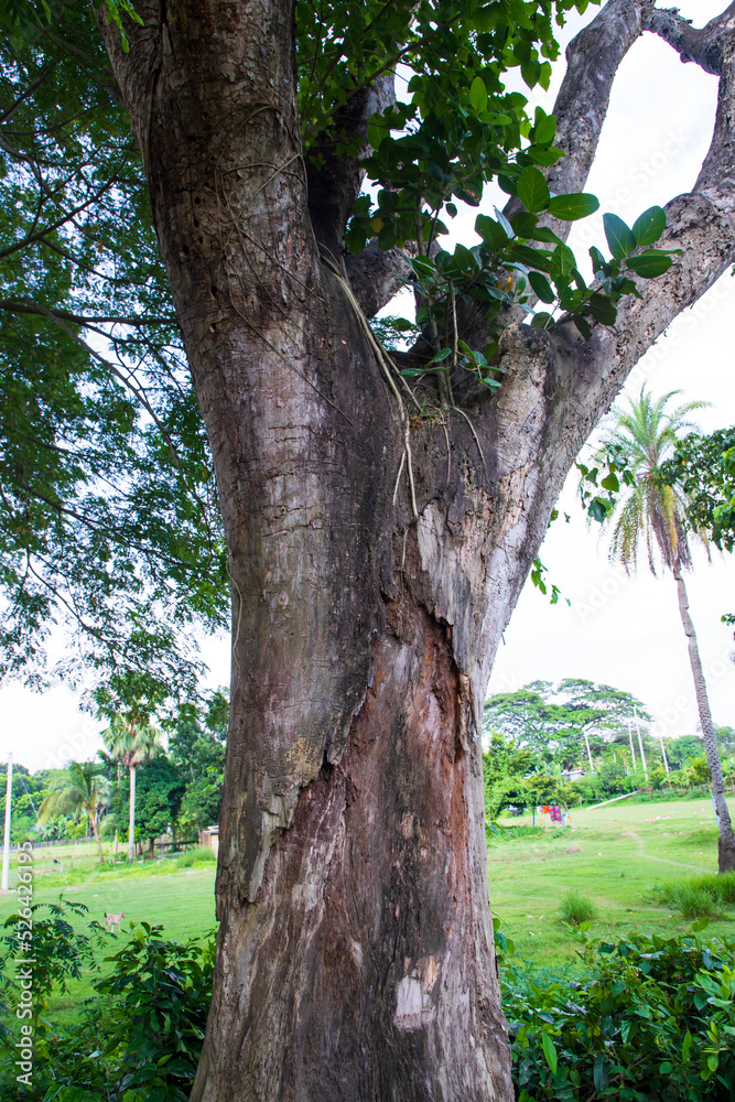Fototapeta premium the biggest tree in the forest with a greenery view