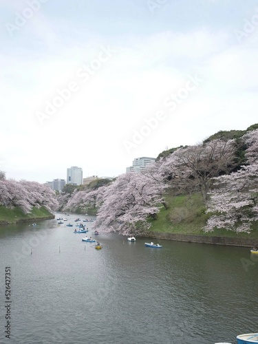 千鳥ヶ淵の桜風景