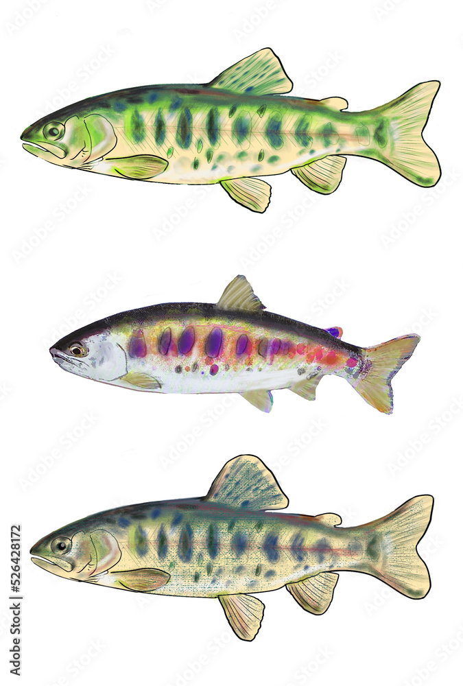山女魚 山女魚