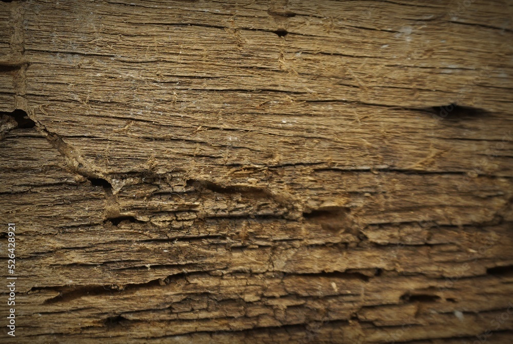 The texture of the old wood with a beautiful pattern , blank The texture of the old wood with a beautiful pattern , blank