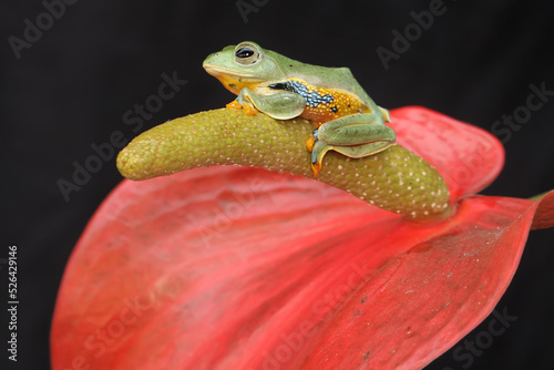 A green tree frog is hunting for prey on anthurium flower. This amphibian has the scientific name Rhacophorus reinwardtii. 
