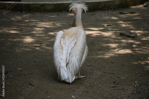 Graceful hair style of a pelican after swimming.