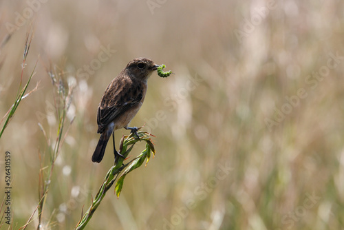 Stonechat Female Bird On Grass With Caterpillar (Saxicola torquata), Pretoria, South Africa