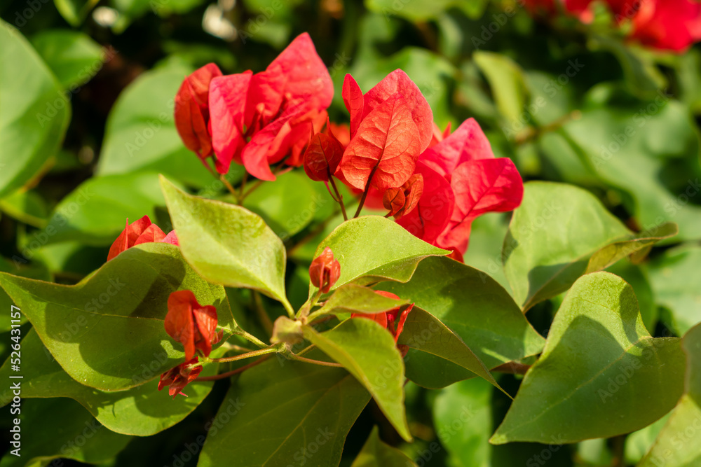 Bougainvillea flowers pink and purple. Bougainvillea flowers pink and purple.