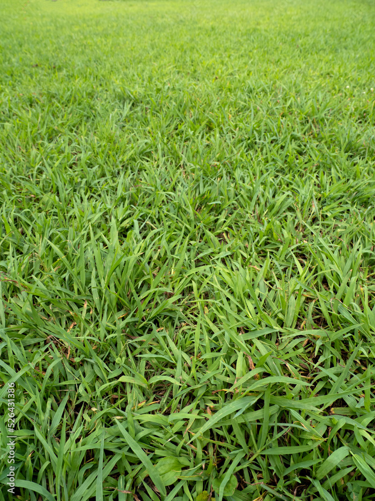 Obraz premium colorful meadow