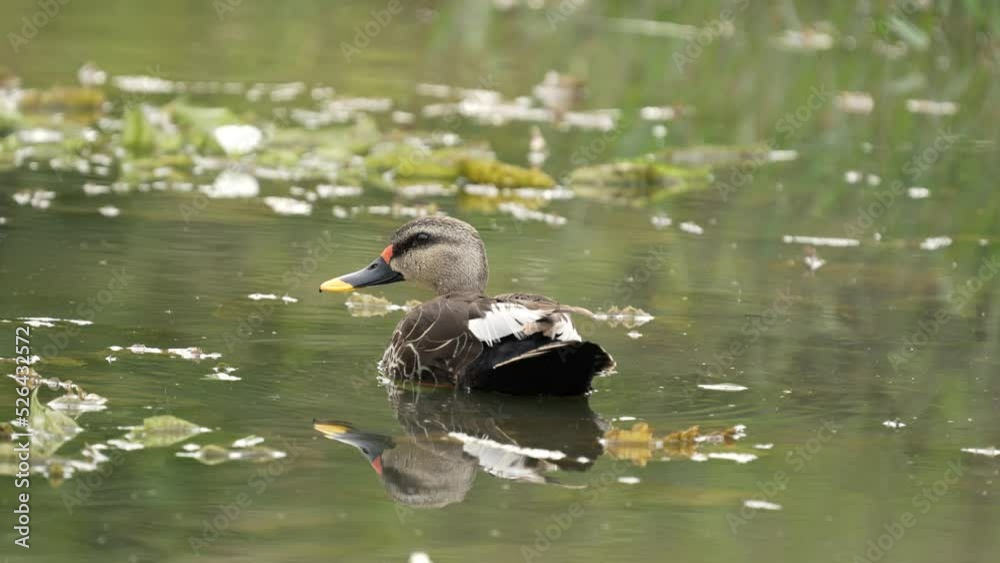 Indian spot-billed duck (Anas poecilorhyncha) Indian spot-billed duck (Anas poecilorhyncha)