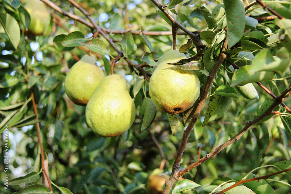 Natural William Pear Tree with Many Fruit Hanging on Tree Branch Natural William Pear Tree with Many Fruit Hanging on Tree Branch
