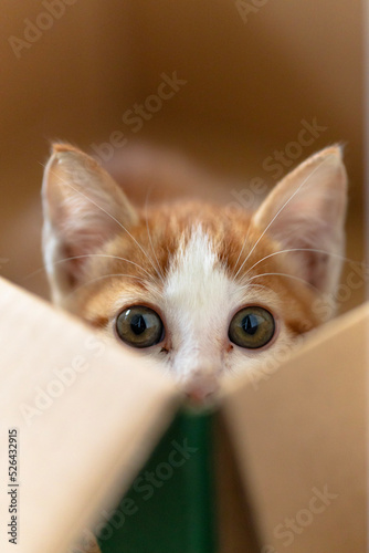 a cat in the box starring at the camera