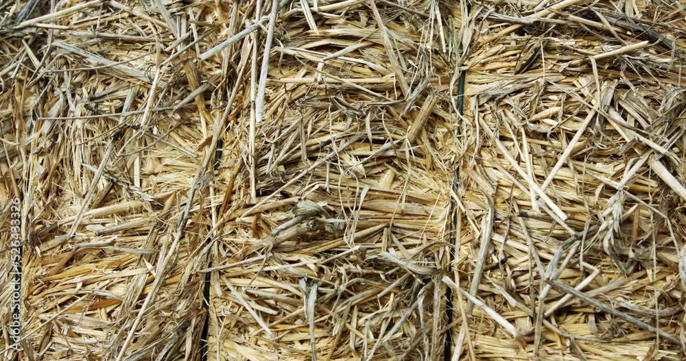 Abstract close up shot of yellow hay stack with textures and patterns. Straws moving in the light wind Abstract close up shot of yellow hay stack with textures and patterns. Straws moving in the light wind
