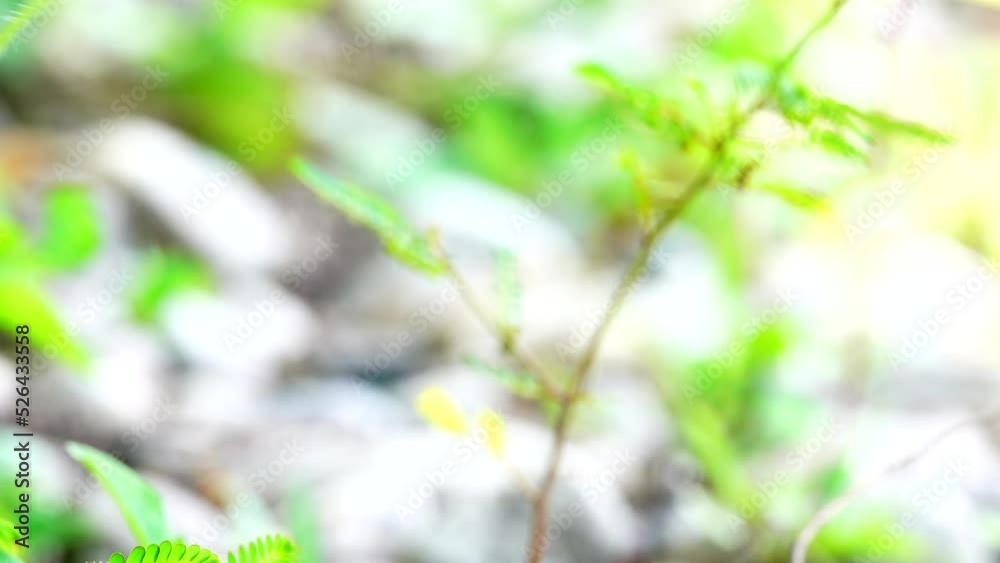 4K Thai butterfly in garden garden summer flower and butterfly flower butterfly flower butterfly 4K Thai butterfly in garden garden summer flower and butterfly flower butterfly flower butterfly