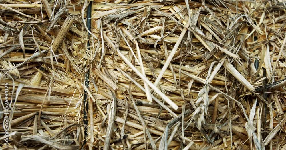 Abstract close up shot of yellow hay stack with textures and patterns. Straws moving in the light wind