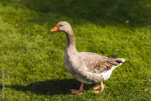 gray goose on green grass