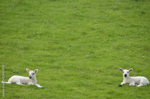 Sheep and lambs in Wharfedale near Grassington, Yorkshire Dales photo
